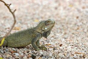 Grand Windsock Bonaire