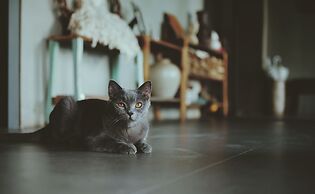 La Maison Des Delices