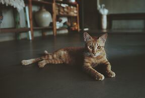 La Maison Des Delices