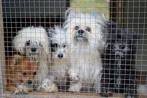 Evergreen Apartments