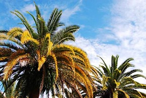 Disney Area Luxury Condo