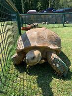 Polonezköy Country Club & Accommodation in the Wildlife Park