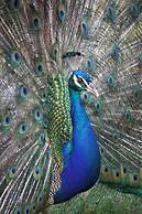 Polonezköy Country Club & Accommodation in the Wildlife Park
