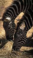 Polonezköy Country Club & Accommodation in the Wildlife Park