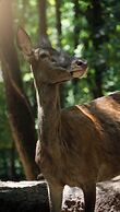 Polonezköy Country Club & Accommodation in the Wildlife Park