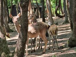 Polonezköy Country Club & Accommodation in the Wildlife Park