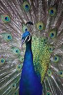 Polonezköy Country Club & Accommodation in the Wildlife Park
