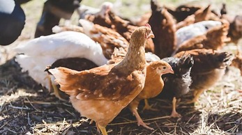 The Farmstead Franschhoek