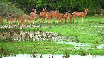 Wildlife Safari House
