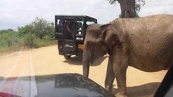 Wildlife Safari House