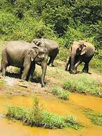 Wildlife Safari House