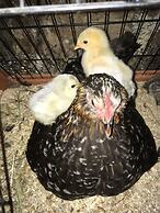 Gratton Grange Farm B&B