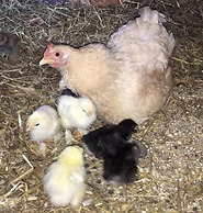 Gratton Grange Farm B&B