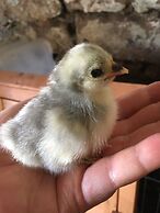 Gratton Grange Farm B&B