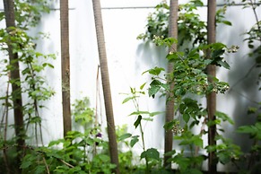 Alpenrose B&B Revelstoke