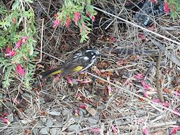 Gilligan's Kangaroo Island