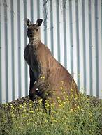 Gilligan's Kangaroo Island