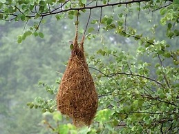 Private Organic House