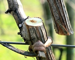 B&B Azienda Perconti