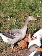 Agriturismo Corte Davini