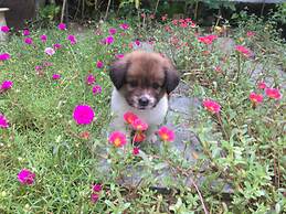 Cherry Garden Homestay