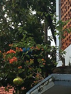 Cherry Garden Homestay