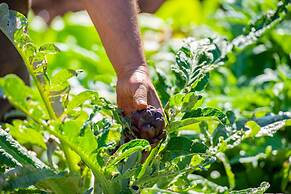 Finca Sos Ferres D'en Morey