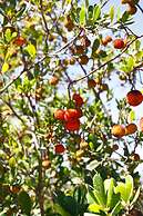 Quinta do Mocho Turismo Rural