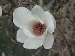 Quinta das Buganvílias