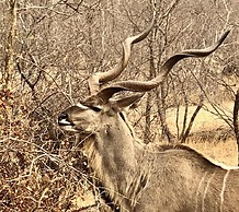 The Wild Blue Lodge SAFARI & SPA