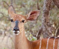 The Wild Blue Lodge SAFARI & SPA
