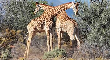 The Wild Blue Lodge SAFARI & SPA