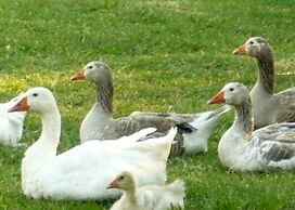 Hotel de campo granja el aromo