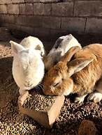 Hotel de campo granja el aromo