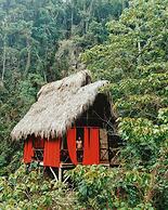 Dominican Tree House