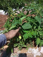 Göbeklitepe Bahce Saray