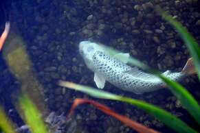 Hotel Casa das Carpas