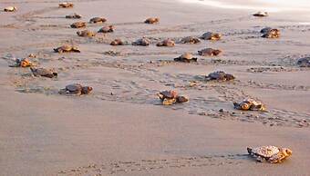 Delcanto Residences by LaTour