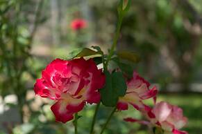 Newly renovated Garden Flat