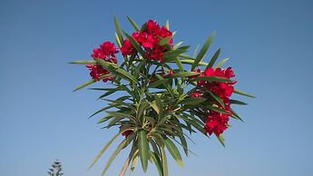 Roof garden Seaside lux Home