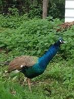 Chambres d'Hotes la Source