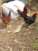 Chambres d'Hotes la Source