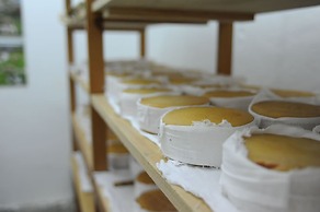 Vumba - House of the Lizard