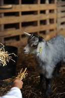 Vumba - House of the Lizard