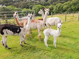 Shepherds Hut - The Hurdle