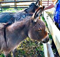 Arrowhead Country Cabins