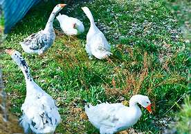 Arrowhead Country Cabins