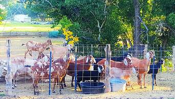 Arrowhead Country Cabins