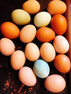 Arrowhead Country Cabins