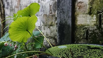 Pig's Inn Huangshan Xidi